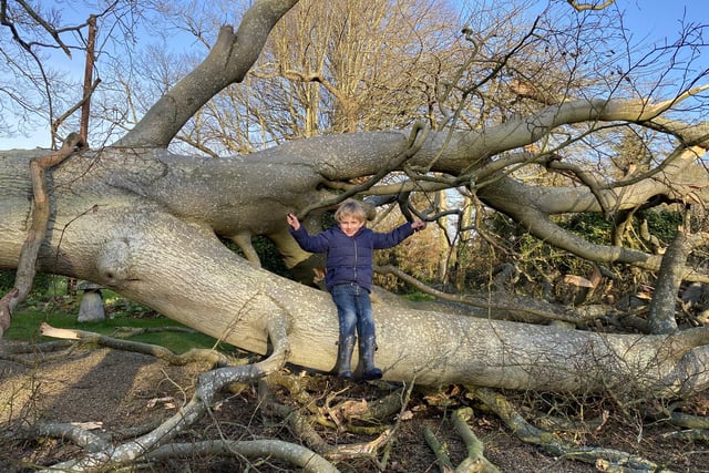 Five year old William Roe-Dale by one of beech trees that were felled by Storm Eunice in Donnington. Pic: Caroline Woodroe SUS-220222-101255001