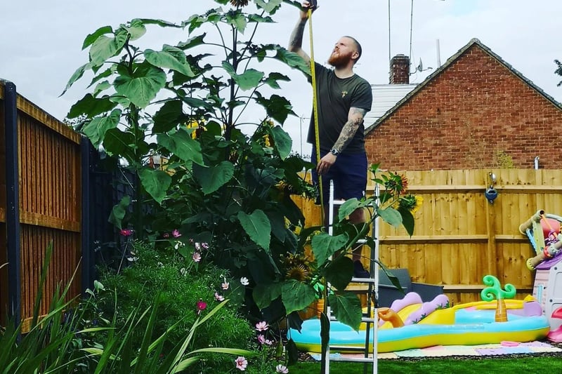 "Our midnight sunflowers just over 10 foot now. Don't think they were meant to get this big!" Photo: Becca Anne