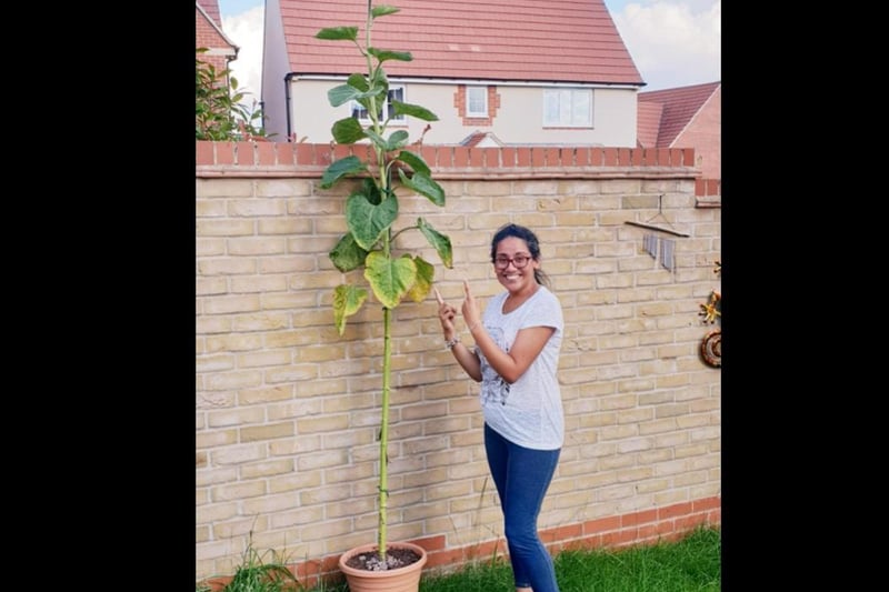 Mandy with her nearly eight foot tall sunflower! Photo: Mandy Moo Vieira