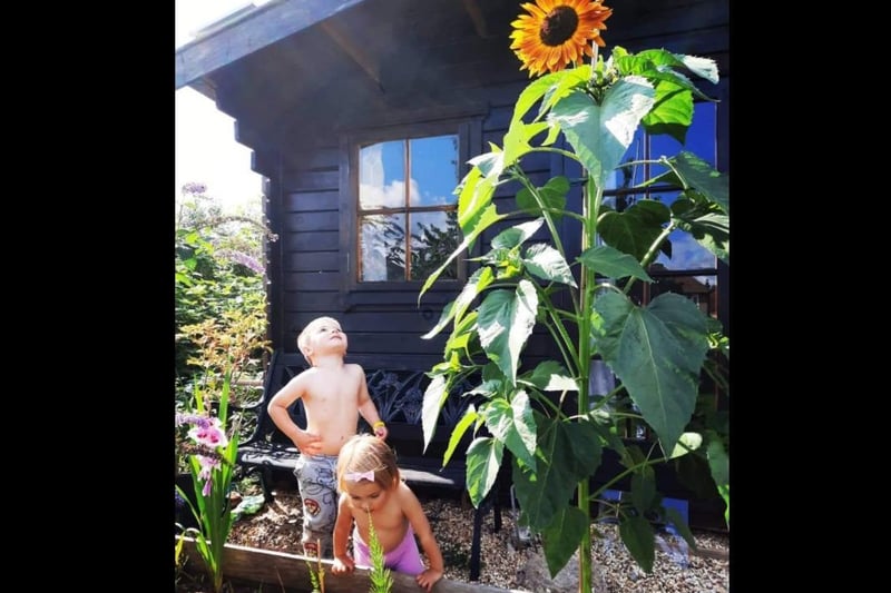 "This is my son-in-law's sunflower with the help from his two children." Photo: Alison Scott