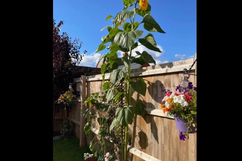 Paige has managed to grow an 11 foot tall sunflower! Photo: Paige Edwards