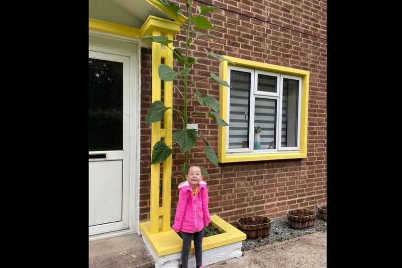 "My daughter's sunflower started off in a pot at her nursery and we replanted it in our front garden. We are still waiting for it to flower but it’s nearly nine foot tall and still growing, it’s beautiful and will match our yellow house perfectly." Photo: Hayley Cross
