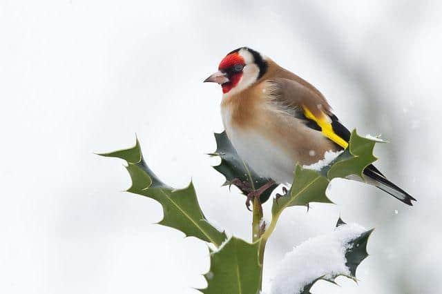Photo Credit - Sean McMenemy, Ark Wildlife