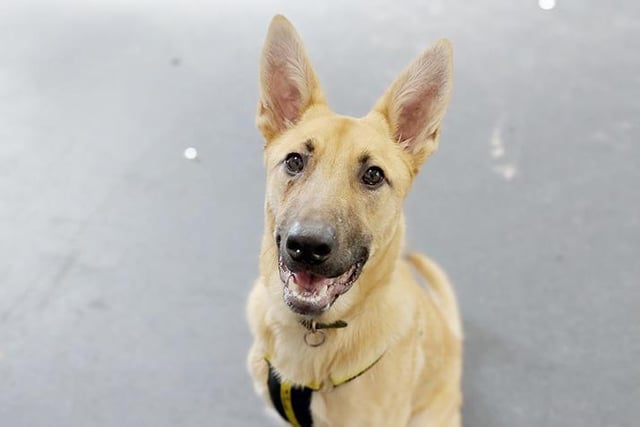 Atticus is an eight-month-old Malinois cross who is incredibly bright. He loves to learn and use his brain and would suit owners who are passionate about training and have an active outdoor lifestyle. Atticus will need a few visits to the centre to get to know all about him before he goes home.