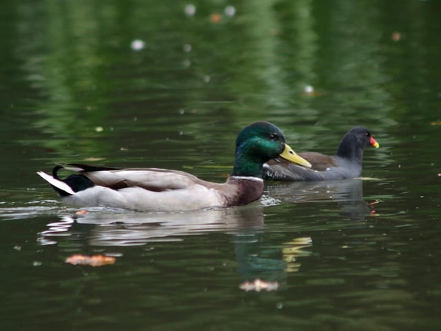 Matt Shelton shared this great photo of ducks swimming on a river.