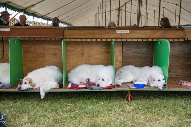 Three dogs rest up before the Leeds Championship Dog Show at Harewood House.
