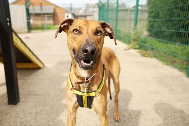Rusty is an incredibly sweet natured three-year-old Lurcher who was found recently as a stray. He has settled into kennel life well and is proving what a great pet he'll be.
He really loves to snuggle with his favourite people so if you're looking for a sofa buddy then look no further! He's a super foody so it will be easy to continue his basic training, which he really enjoys. He's shown that he can quickly learn new things and is lots of fun to teach. Although he can be shy initially, if you give him some space to come round you'll have a best friend for life in no time.