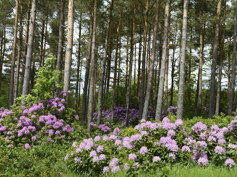 Cragside is a magnificent Victorian property near Rothbury, sat within a spectacular 1,000-acre landscape with beautiful gardens, woodland and tranquil lakes. It was created by engineering genius Lord William Armstrong and his wife Lady Margaret. It is now owned and run by the National Trust. The gardens, woodland and house (ground and second floors only) are open. You will need to book your visit in advance at busy times and you may be turned away if you don't have tickets.