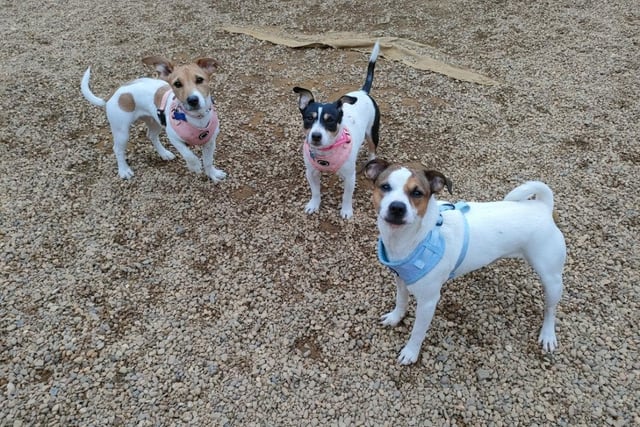 Lola, aged seven, is Lucy and Marley's mum and she is completely bonded with her two four-year-olds. They arrived at the centre as their owner was living on the streets and did not want the same life for them. All three are Jack Russell terriers and they love fuss and attention.
