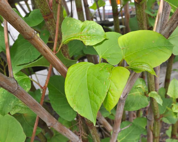 Japanese Knotweed is the one of the plants that could devalue your home 