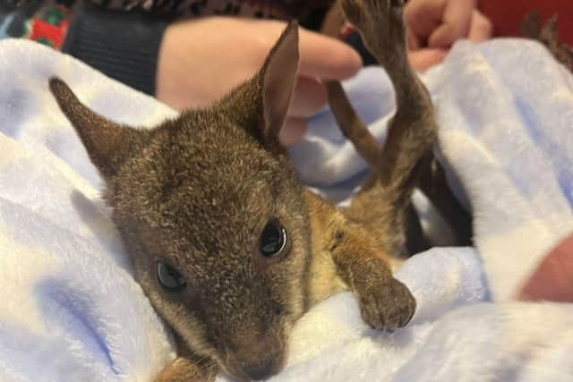 Wally the wallaby was hand-reared by the team at the Tropical Butterfly House following an injury.