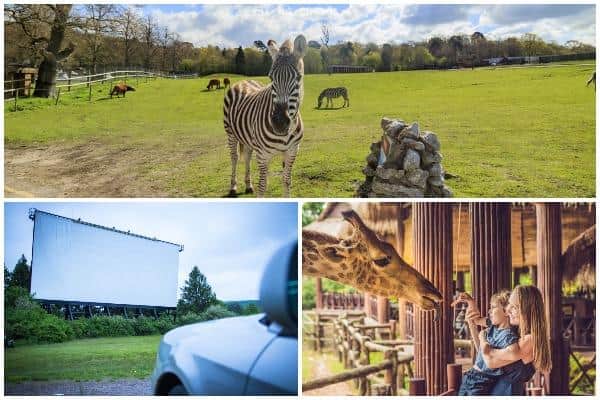 Zoos, safari parks and drive-in cinemas are set to reopen in England from Monday 15 June, Boris Johnson is due to announce (Photo: Shutterstock)
