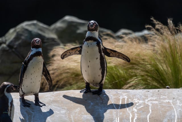 This grand, Edwardian estate is home to a hall steeped in history as well as a zoo. Perfect for a whole family outing, its zoo - Wildlife World - also houses Humboldt penguins.