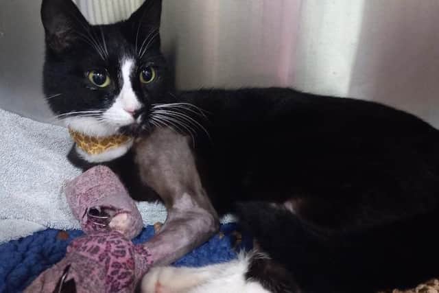 Miracle cat Sox recovering after surgery to his two broken paws.