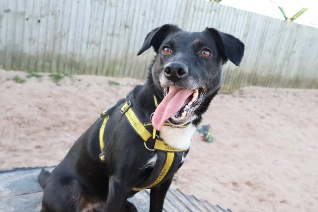 Five-year-old Cleo has bundles of energy, but can be a little shy at first. She loves toys and thoroughly enjoys playing with a tennis ball. Cleo will need to live in a quiet area and will need to sleep in the bedroom. Once settled, she would be able to be left for a few hours.