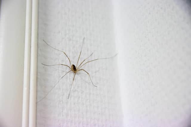 Daddy Longlegs is a common sight in our homes (photo: Adobe)