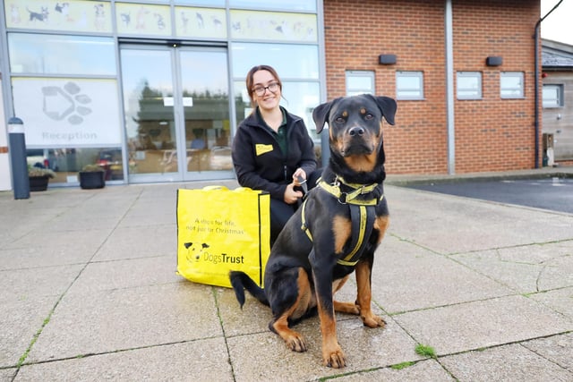 River, a one-year-old Rottweiler, was handed over to the rehoming centre back in May due to a change in her owners’ circumstances. It took a few months for her to find her forever home due to some training needs, but the team worked super hard with her, and this week she left to start her new life with her new family, where she even has a new doggy brother to play with!
Good luck River.