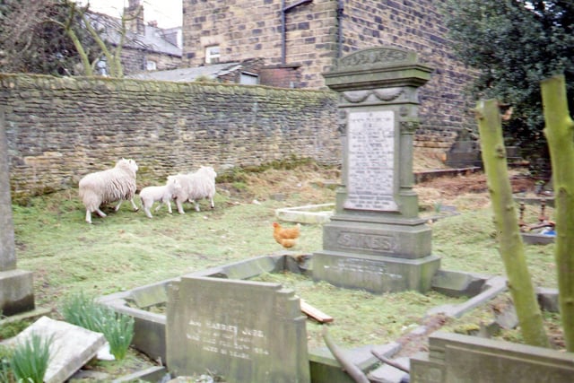 The graveyard of St. Mary's-in-the-Wood Congregational Church on Troy Hill in April 1994. Two sheep, a lamb and a hen can be seen wandering among the gravestones.