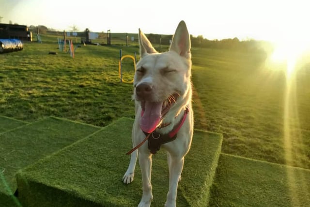 Four-year-old Taz is a GSD x Akita who came to the centre last year after a family could no longer adopt her. She went through lots of training and was adopted again but this did not work out for her. Now, she is ready to find her forever family. She would love to be walked in quiet areas and would suit a family that is happy to help her continue her training around other.