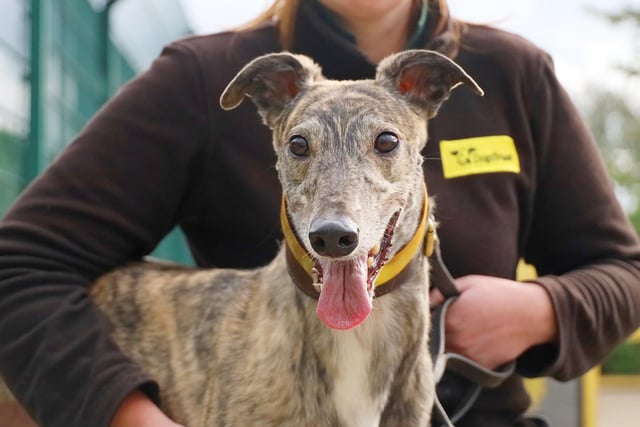 Five-year-old ex-racing Greyhound Hulla is looking forward to finding her first home as a family pet. She is friendly and great with confident high-school aged kids. Her new home would need a secure garden for her to play off-lead. She would not be able to share with cats or other small furry pets, but should be fine to live with similar dogs.