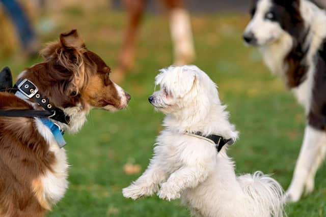 A well socialised pet will be more likely to grow up to be friendly and confident (photo: Adobe)