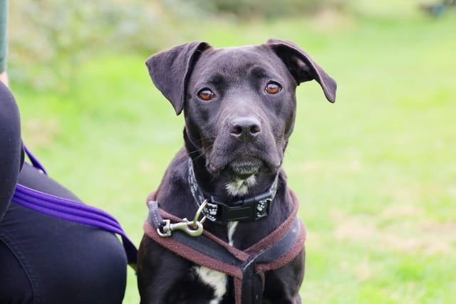 Ebony is a seven-month-old crossbreed who was found as a stray. The ordeal has left her quite worried, so would need some space to build her confidence with new people. This means that a home with children would not be suitable, but older teens should be. She would need a patient family to help with training, ideally with a secure garden to give her somewhere to chill outdoors.