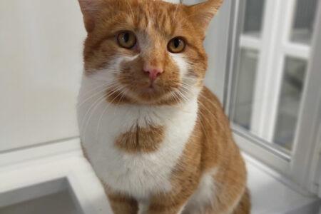 Simba is three years old and a Domestic Short Hair. He has soft fur, a sparkling personality and loves stretching out on beds. He is looking for a family that can give lots of fuss and attention.