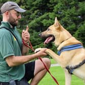 Handsome one-year-old Atticus, a Malinois Crossbreed, has been practicing tricks with his handler this month. He has just been made available for adoption and would suit adopters who understand the breed - in the right home he will settle well.