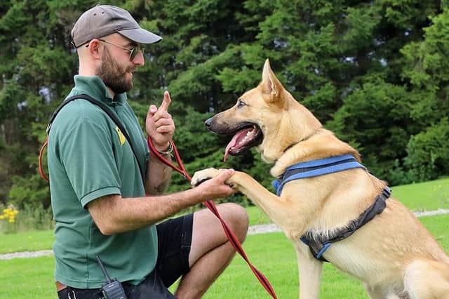 Handsome one-year-old Atticus, a Malinois Crossbreed, has been practicing tricks with his handler this month. He has just been made available for adoption and would suit adopters who understand the breed - in the right home he will settle well.
