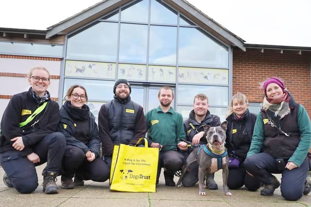 GREAT News Alert! At long last, Trigger is leaving the building! Back in April this bundle of Staffy cheekiness arrived after his owner sadly passed away. He found the ordeal very difficult, and the Training and Behaviour team had to work very hard to help get him back on track, but the hard work was well worth it. This week he's left for his new home and his favourite handlers all came out to wish him well.
Good Luck Trigger!