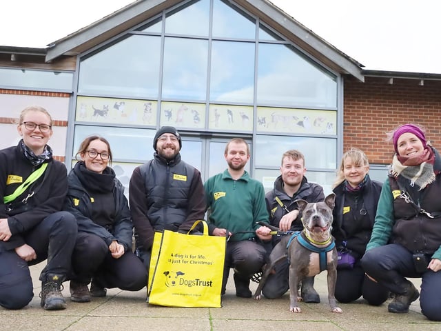 GREAT News Alert! At long last, Trigger is leaving the building! Back in April this bundle of Staffy cheekiness arrived after his owner sadly passed away. He found the ordeal very difficult, and the Training and Behaviour team had to work very hard to help get him back on track, but the hard work was well worth it. This week he's left for his new home and his favourite handlers all came out to wish him well.
Good Luck Trigger!
