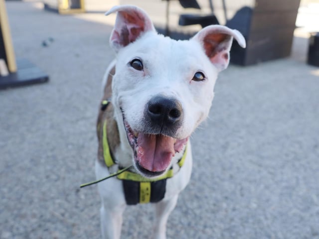 Rocky is a ten year old Staffy and a real happy little chap! He's very friendly with everyone he meets and the more he gets to know you the more affection he shows. He loves his food so a few treats will soon make him your best friend! He knows his basic training like 'sit' and 'down' but needs to work on his housetraining so a secure garden will be good for that.
Rocky will be fine with kids over ten years old but he's not looking to share with any other pets for now. Although he'll need someone around all the time to settle him in, he should be fine to be left for a few hours once he's in a good routine.