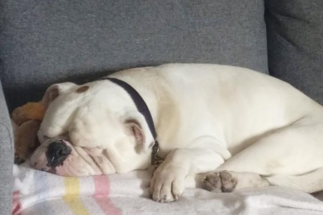 Rosco is currently living with one of the centre’s foster carers and as you can see, he’s settled perfectly in their home!
He’s a fun and playful seven-year-old Bulldog who loves being around people. He has a few medical issues that the centre’s Vet will discuss in more detail, but in the right home he will quickly be a real asset. If you like your dogs bubbly, squishy and very cuddly then Rosco might be the boy for you!