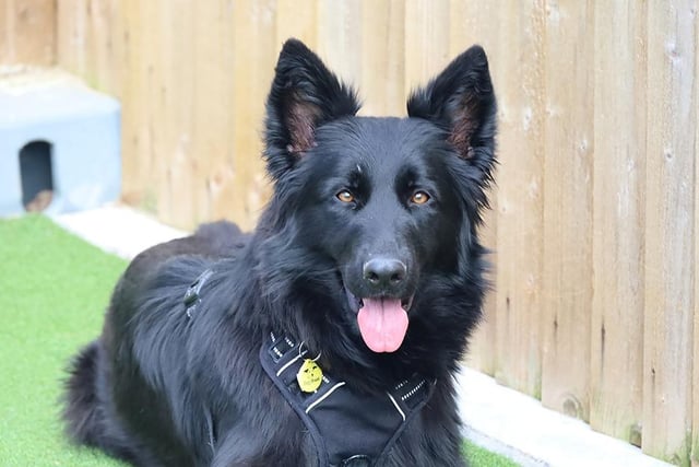 Two-year-old German Shepherd Stitch can be nervous around other dogs and new people, but has been making great progress in her training. She would need a home where she is the only pet so she can settle in easily. A secure garden would also be needed so she has somewhere to play off-lead. Stitch would not be able to be left alone initially, but the team will advise the best way to slowly build her up to spending short periods on her own.