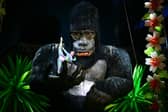 Meadowhall's Big Kid Circus set to welcome jaw dropping 30ft King Kong for the first time in the UK.