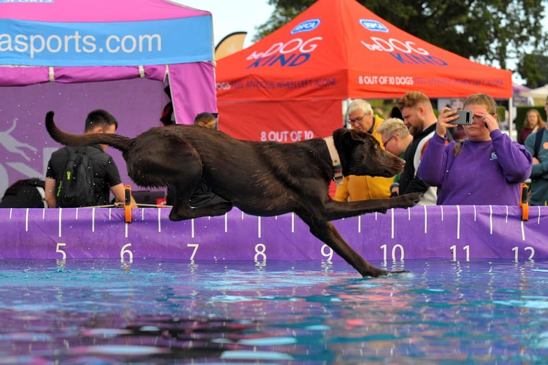 This dog was in its element as it dived elegantly into a pool of water - and will no doubt be awaiting next year's DogFest keenly.