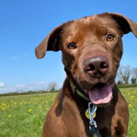 Rocket was full of Springtime smiles when we joined him on an off-lead exercise session in the centre’s enclosed field. 
He is a fun and playful six-year-old Shar Pei Cross Vizsla. He has a few anxieties so will be best in an adult only home with no visiting children and few visitors generally. Once Rocket knows you, he is a wonderful, joyous dog to be around. He is fun and playful, particularly when his toys come out