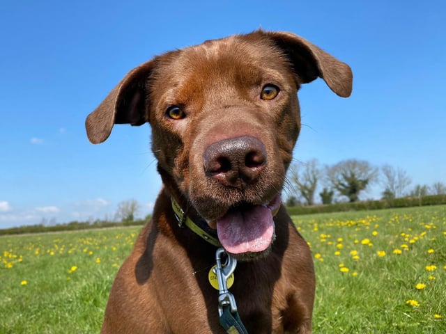 Rocket was full of Springtime smiles when we joined him on an off-lead exercise session in the centre’s enclosed field.
He is a fun and playful six-year-old Shar Pei Cross Vizsla. He has a few anxieties so will be best in an adult only home with no visiting children and few visitors generally. Once Rocket knows you, he is a wonderful, joyous dog to be around. He is fun and playful, particularly when his toys come out