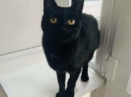 Three-year-old Cersei is the queen of her beautiful brood of kittens who’ve all left her kingdom so it's time for her to find a happily ever after. She'd love for you too be around for a good part of the day so you can enjoy lots of cuddles. She would make a lovely companion.