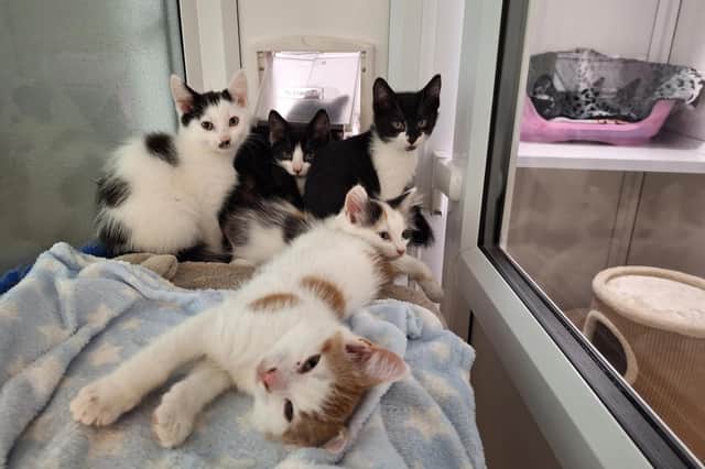 This quintuple of fluffy kittens were found by a member of the public with their mum and they were brought to the safety with the team at the RSPCA. Volunteers have since landed them the perfect foster home, where they can burn off their energy as they run around the house. Kenickie, who is black and white with a moustache, is always on the lookout for the next toy to play with, whereas black and white Danny is more relaxed watching the world go by. Trio is smart and inquisitive, while black and white Rizzo is feisty and loves to wrestle. Last but not least, white and ginger Sandy loves a nap. The kittens would love to be adopted in pairs. As they are still young, their new family would need to be around a lot to keep them entertained and teach them about the great outdoors when they are a little older.