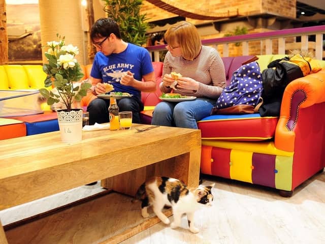 Kitty Cafe, Leeds. (Pic credit: Simon Hulme)