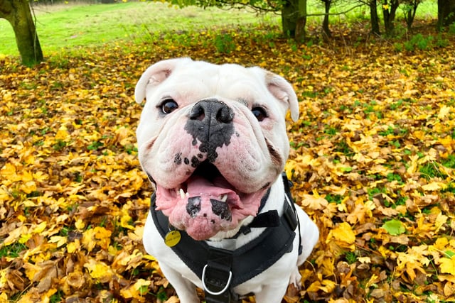 Handsome Roscoe is currently living off-site in a foster home while he waits to find his forever home, but this week he popped into the centre to say hello to his favourite staff.
We got to join him on a lovely play session in the centre’s enclosed field and found him to be so much fun!
He needs dedicated adopters who are understanding of the Bulldog quirky personality and prepared to take on a dog with some medical requirements. Rosco needs ongoing pain medication and skin allergy medication – which his new owner will need to factor into his regular costs. Dogs Trust will be able to support some of this, and will discuss with applicants in more detail.