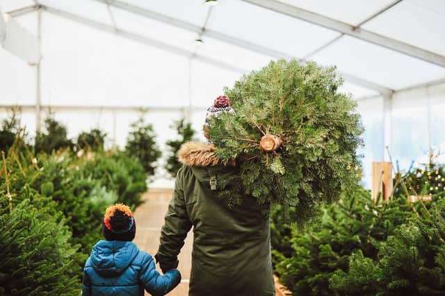A father and son going Christmas tree shopping. (Pic credit: Stockeld Park)