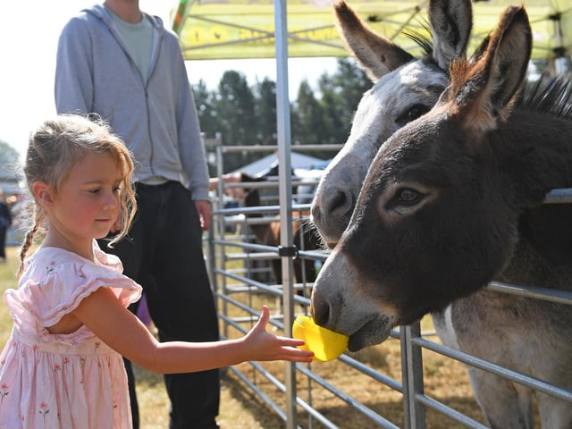 Four-year-old Gracie Hartley feeding Tommy the donkey at Ian's Mobile Farm at Harrogate Food and Drink Festival at Ripley Castle.  (Picture Gerard Binks)