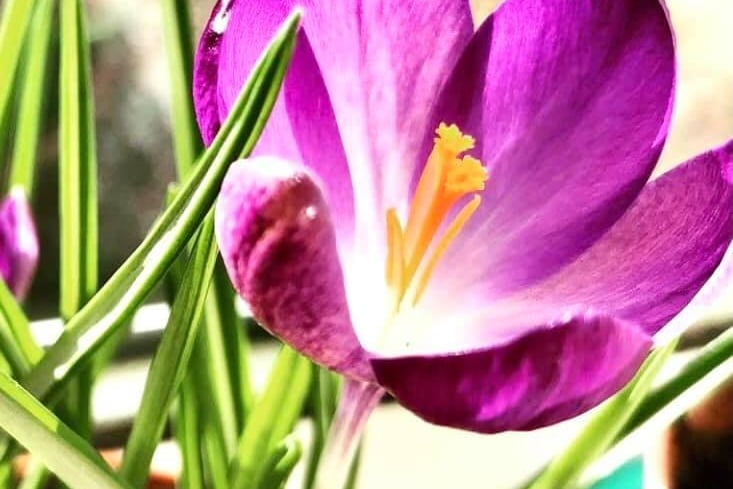 Lorna Green, said: "Just love spring when all the crocuses and daffodils appear."