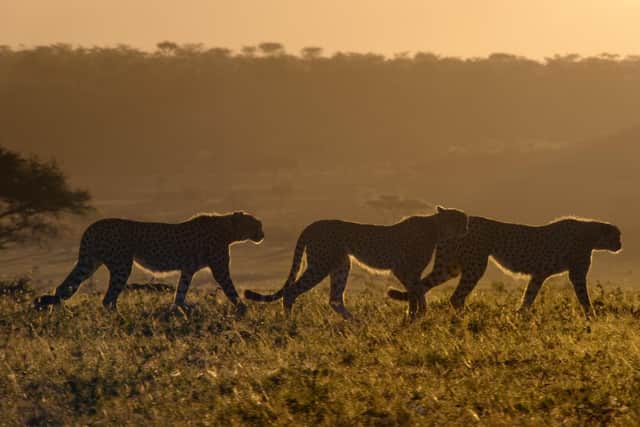 'To create the perfect home for ourselves and the rest of life on Earth, we must first restore its biodiversity and rediscover how to live in balance with nature' (Photo: Netflix/David Attenborough: A Life On Our Planet)