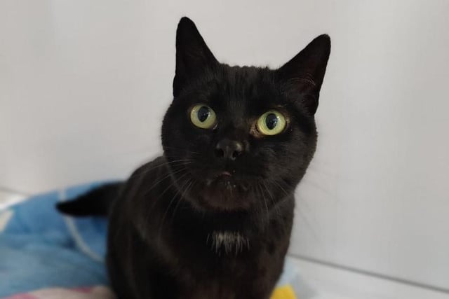 Ness was rescued by the centre after her owner died. An eight-year-old domestic short hair, she has lived with cats in the past and could share a home with another cat that is kind and calm like her.