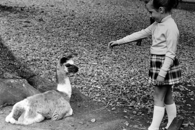 When a baby llama was born at Knaresborough Zoo in September 1972, the pupils of Manor Road Infants' School in the town were asked to choose a name for her. Honey, the name chosen from several put forward, was the suggestion of Jo Anne Paul pictured here meeting the new arrival.