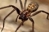The common House Spider lurks in our homes (photo: Adobe)