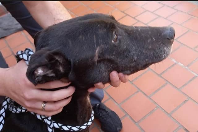 The RSPCA is appealing for information to find the person responsible
